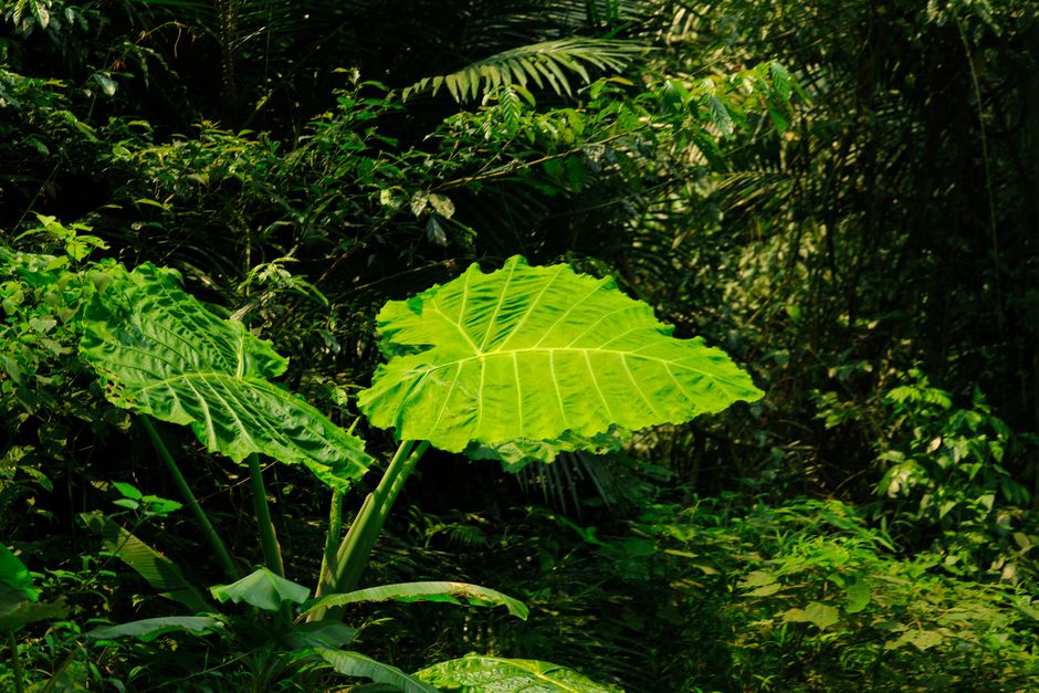 Vibrant green foliage of giant leaves in a dense tropical jungle, Ninh Bình, Vietnam.