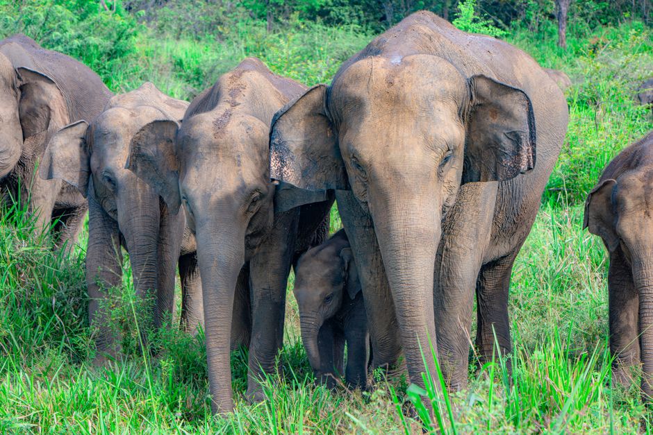 A herd of Asian elephants walking through a lush grassy area in Sri Lanka, displaying natural behavior.