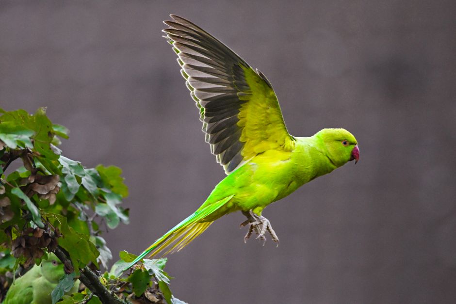 A vivid green ring-necked parakeet gracefully flying near foliage.