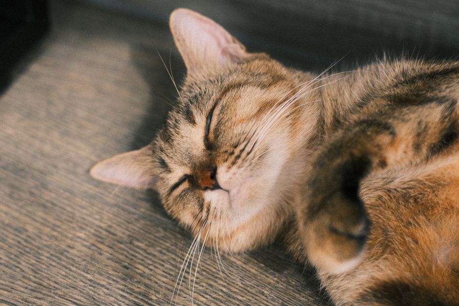 Adorable cat peacefully sleeping on a wooden floor. Cozy and tranquil vibe.
