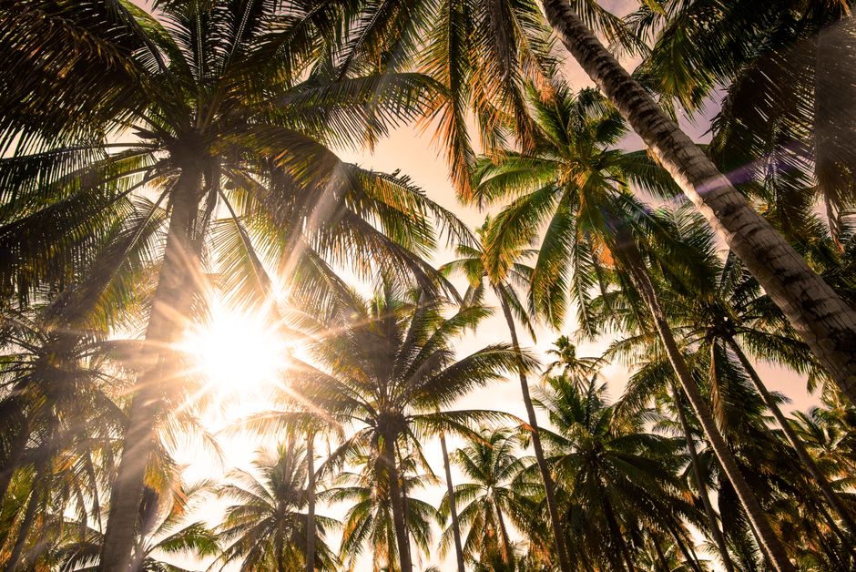 Sunny day with bright sunlight streaming through lush coconut palm trees in a tropical setting.