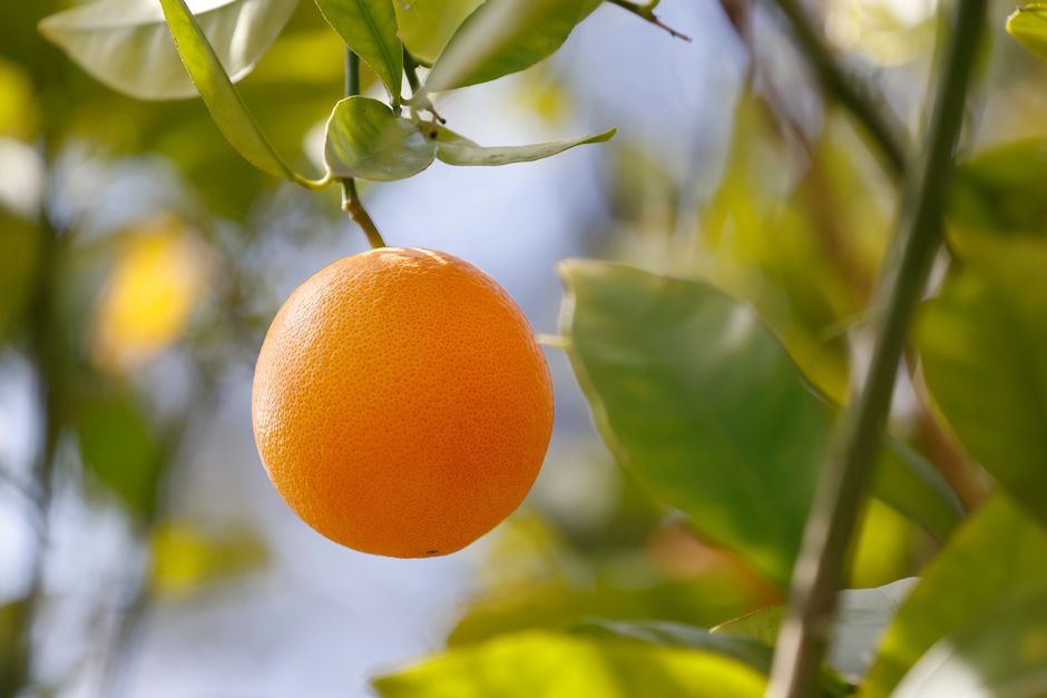 Close-up of ripe orange hanging on tree branch in a sunlit orchard.